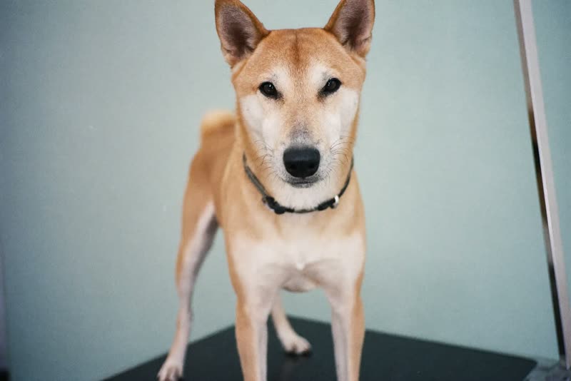 A calm dog standing on a raised grooming table