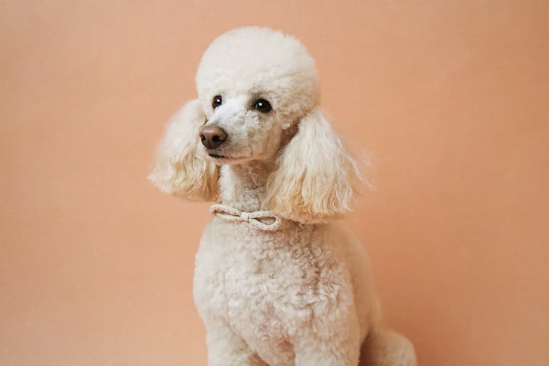 A freshly groomed poodle with a trimmed coat and collar bow