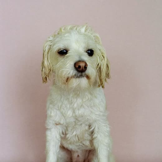 A small white dog freshly bathed and towel-dried
