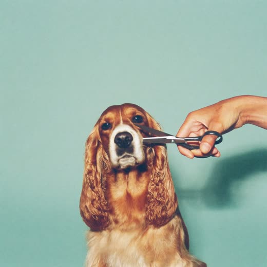 A dog having its coat scissor-trimmed by hand