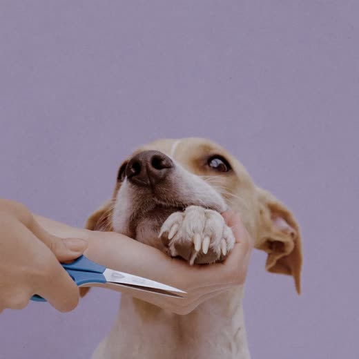 A dog's paw held for a nail trim