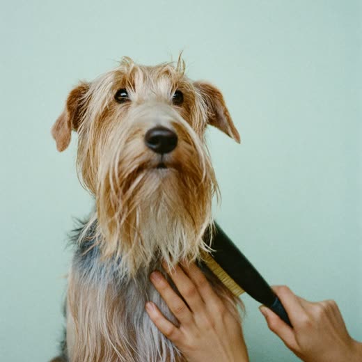 A long-coated terrier being brushed out